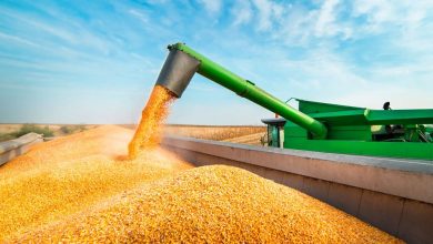 Photo of La cosecha de maíz, en la recta final Se estima una producción de 50 M/T