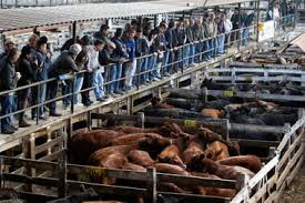 Photo of Viernes en Liniers: Vacas y toros se vendieron con mucha agilidad